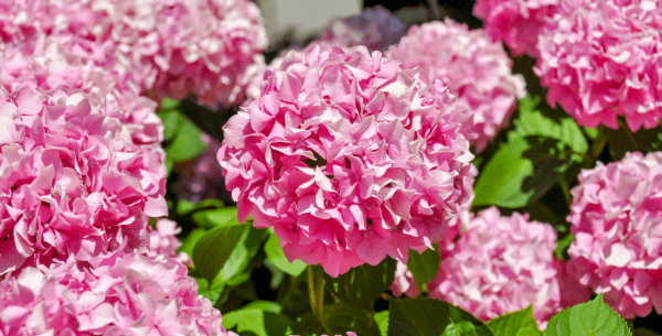 Visita al Real Jardín Botánico